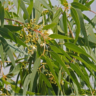 Eucalyptus Citriodora Essential Oil