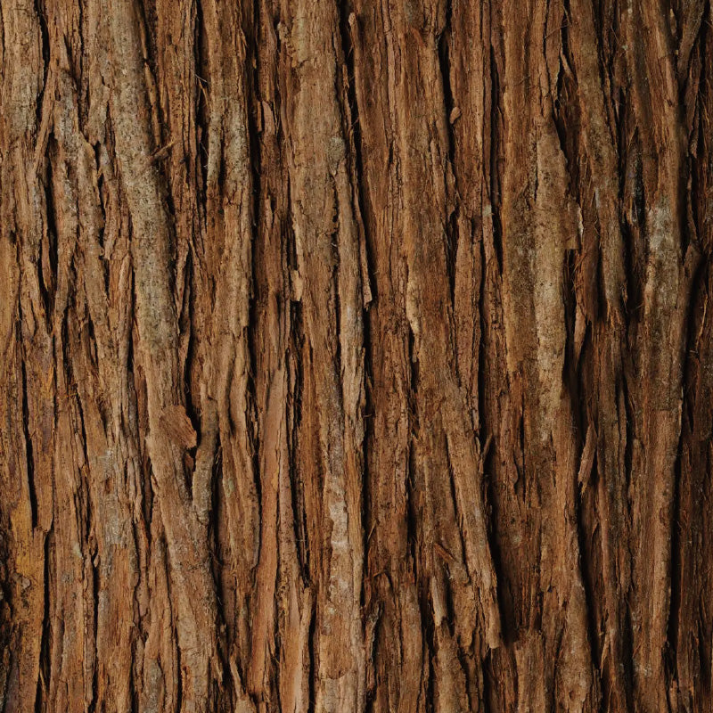 Cedarwood Essential Oil