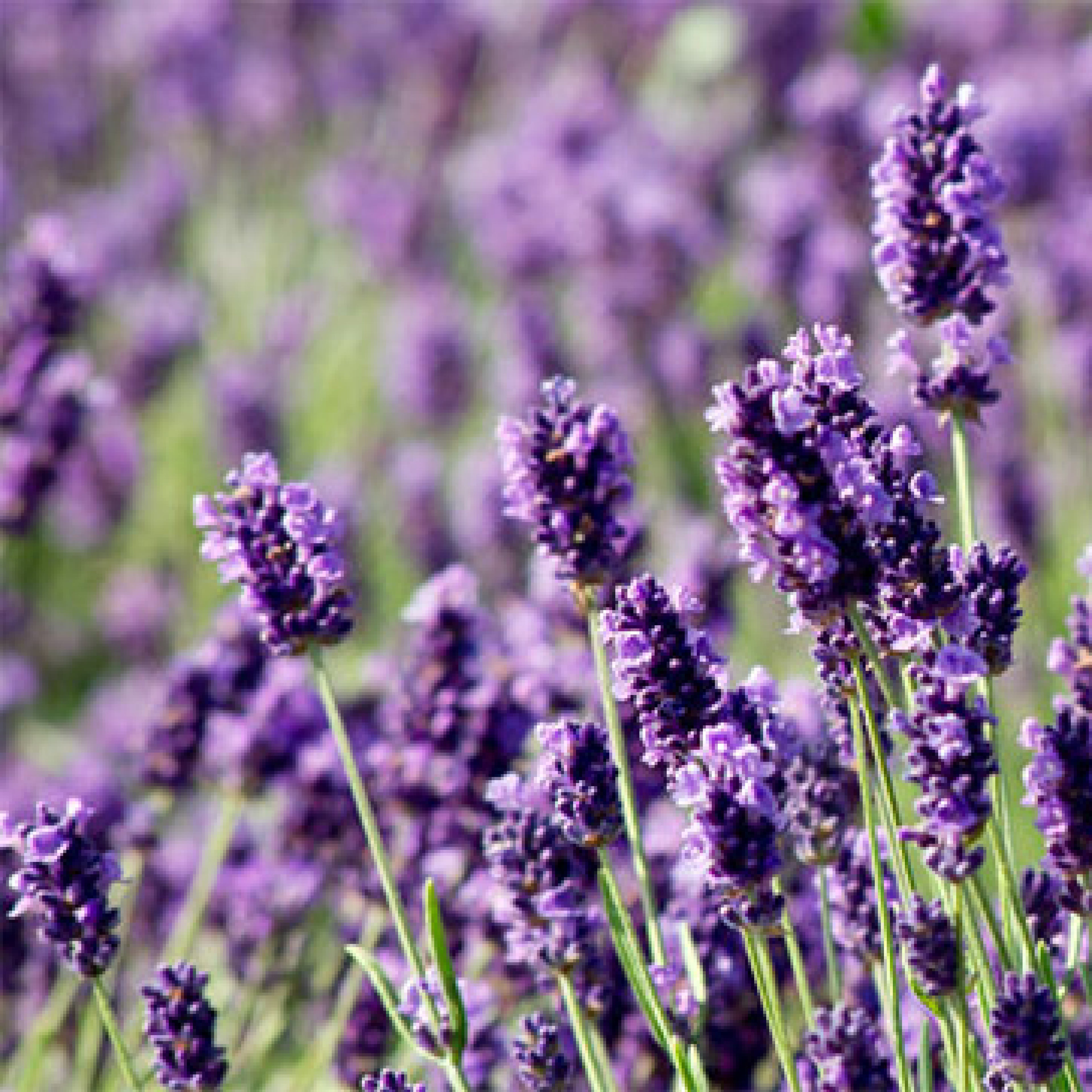 Lavender Essential Oil